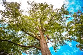 Ashley, OH Tree Services Company